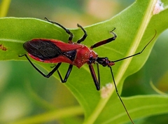 Gminatus australis