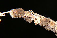 Claviceps paspali