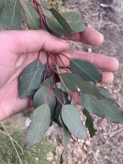 Eucalyptus polyanthemos
