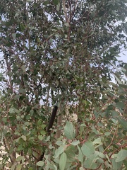 Eucalyptus polyanthemos