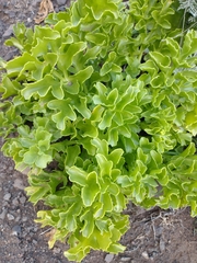 Astydamia latifolia