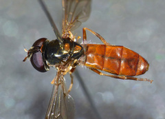 Eocheilosia harrisi