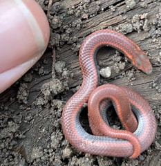 Contia tenuis