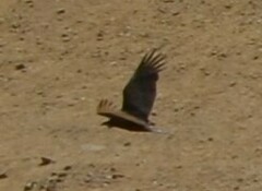 Cathartes aura