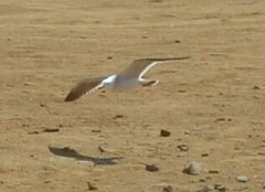 Larus belcheri