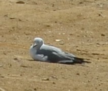 Chroicocephalus cirrocephalus