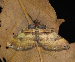 Earophila badiata