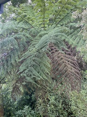 Cyathea