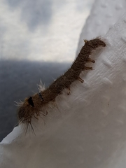 Amathusia phidippus