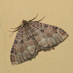 Triphosa dubitata