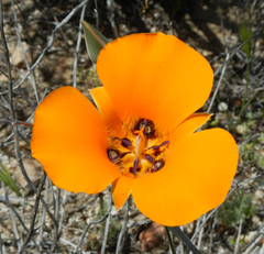 Calochortus kennedyi