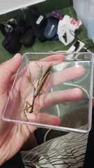 Coptopteryx gayi