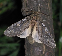 Peridea anceps