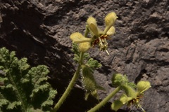 Blumenbachia prietea