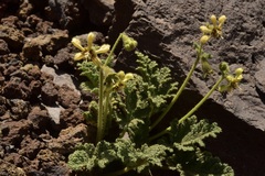 Blumenbachia prietea