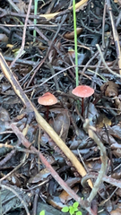 Marasmius plicatulus