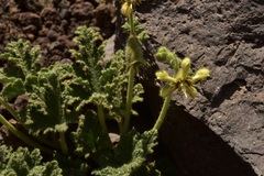 Blumenbachia prietea