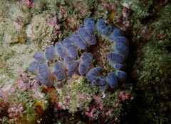 Phlyctenanthus australis