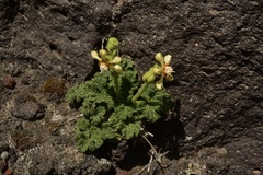 Blumenbachia prietea