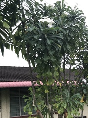 Plumeria pudica