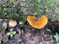 Cyptotrama glabra