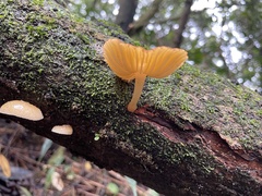Cyptotrama glabra