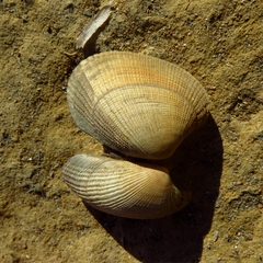 Tapetinae