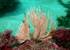 Sphaerokodisis australis