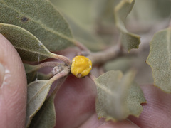 Cerococcus quercus