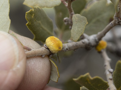 Cerococcus quercus
