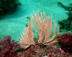 Sphaerokodisis australis