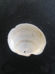 Anodontia alba