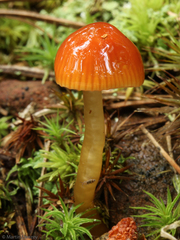 Gliophorus perplexus