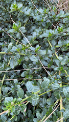 Ceanothus thyrsiflorus