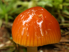 Gliophorus perplexus