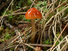 Gliophorus perplexus