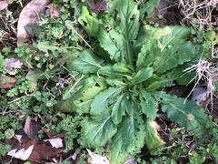 Salvia lyrata
