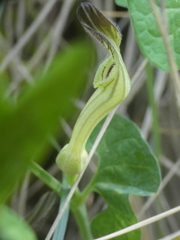 Aristolochia clusii