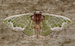 Hyalochlora splendens