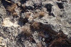 Bouteloua pectinata