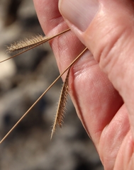 Bouteloua pectinata