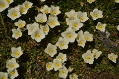 Nierembergia repens