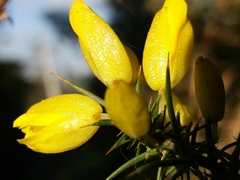 Ulex jussiaei