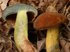 Boletus vermiculosus