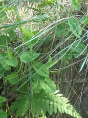 Aristolochia clusii