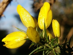 Ulex jussiaei