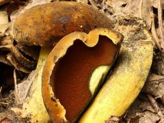 Boletus vermiculosus