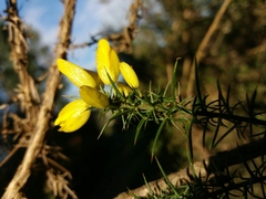 Ulex jussiaei