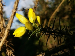 Ulex jussiaei