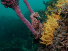 Hippocampus abdominalis